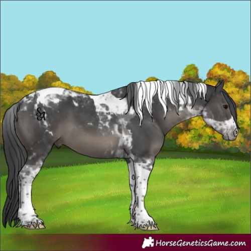 Horse Color:Black Tobiano 