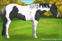 Horse Color:Black Tobiano 