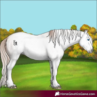 Horse Color:Gray Gold Champagne Roan Splash 