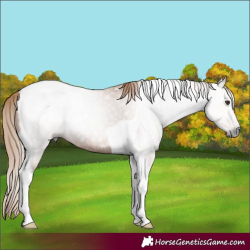 Horse Color:Gray Chestnut Tobiano