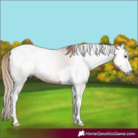 Horse Color:Gray Chestnut Tobiano