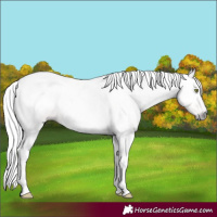 Horse Color:Gray Gold Champagne Tobiano