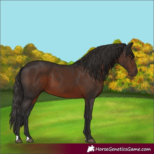 Horse Color:Liver Chestnut