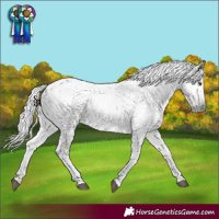 Horse Color:Gray White Spotted Palomino