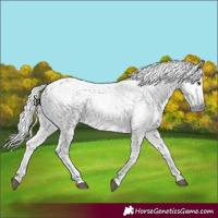 Horse Color:Gray White Spotted Palomino 