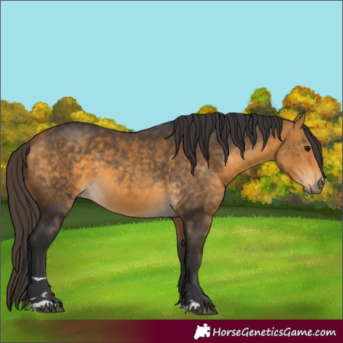 Horse Color:Buckskin 