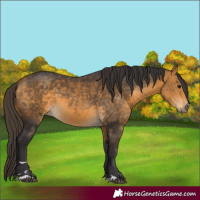 Horse Color:Buckskin 