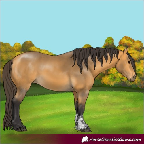 Horse Color:Buckskin Sabino 