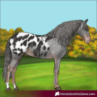 Horse Color:Liver Chestnut Near Leopard 