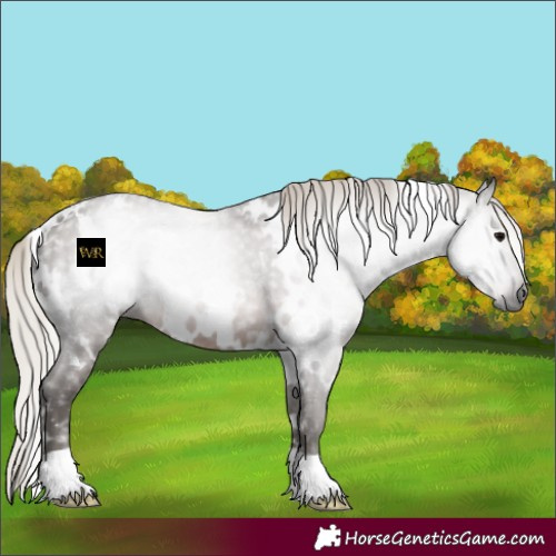 Horse Color:Gray White Spotted Silver Black 