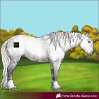 Horse Color:Gray White Spotted Silver Black 