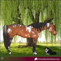 Horse Color:White Spotted Bay 