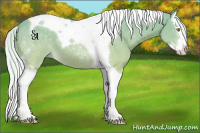 Horse Color:Palomino Splash Tobiano 