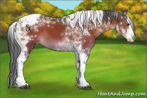 Horse Color:Brown Splash Tobiano Appaloosa 