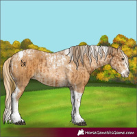 Horse Color:Chestnut Sabino Splash Tobiano  and Palomino Sabino Splash Tobiano 