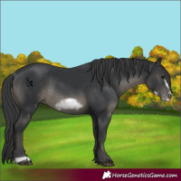 Horse Color:Black Frame Rabicano 