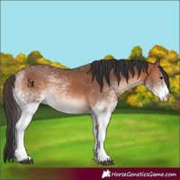 Horse Color:White Spotted Bay Rabicano 