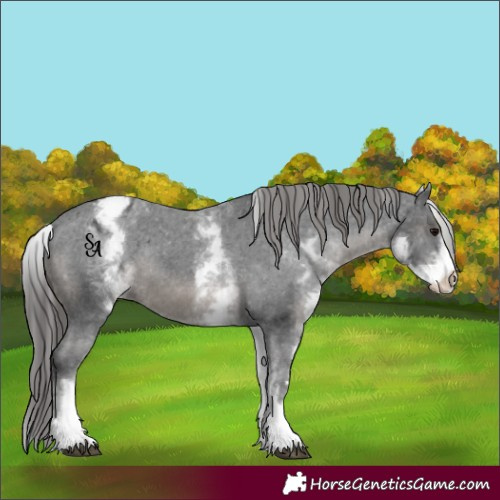 Horse Color:White Spotted Black Appaloosa Rabicano 