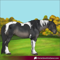 Horse Color:Black Tobiano Rabicano 