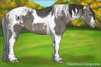 Horse Color:Black Tobiano 