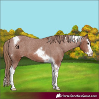 Horse Color:Chestnut Splash Tobiano Appaloosa 