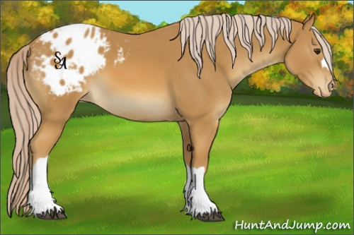 Horse Color:Palomino Appaloosa 