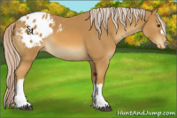 Horse Color:Palomino Appaloosa 