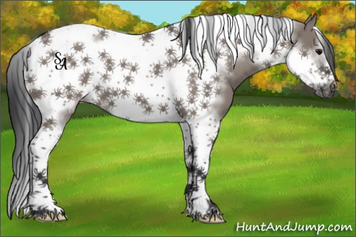 Horse Color:Grullo Tobiano Frame 