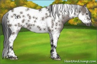Horse Color:Grullo Tobiano Frame 