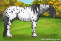 Horse Color:Black Tobiano Appaloosa 