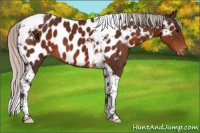 Horse Color:Silver Brown Tobiano Near Leopard 