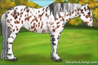 Horse Color:Brown Tobiano Leopard 