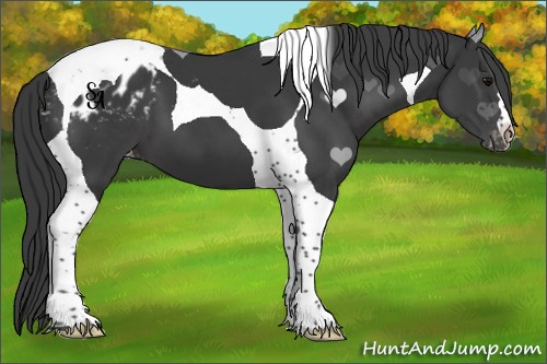 Horse Color:Black Tobiano Appaloosa