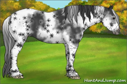 Horse Color:White Spotted Black Tobiano Frame