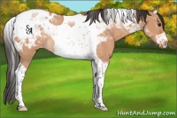 Horse Color:Bay Dun Tobiano Blanket Rabicano 