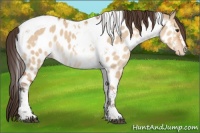 Horse Color:Bay Dun Tobiano Near Leopard 