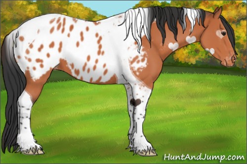 Horse Color:Brown Tobiano Blanket