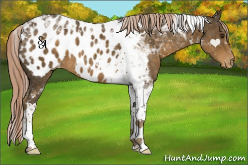 Horse Color:Chocolate Palomino Tobiano Appaloosa 