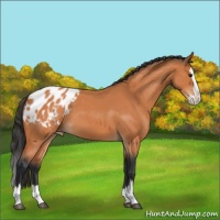 Horse Color:Bay Roan Splash Appaloosa 
