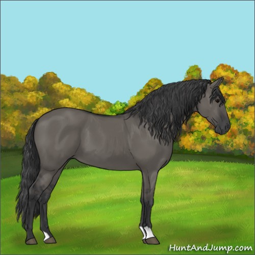 Horse Color:Grullo