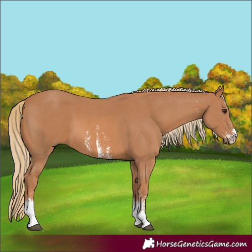 Horse Color:Chestnut Sabino 