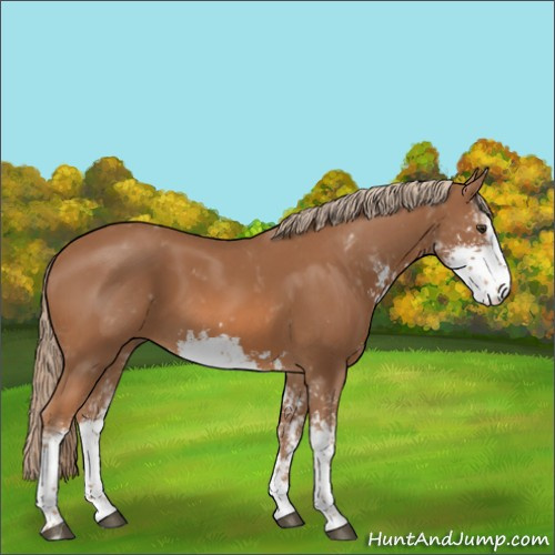 Horse Color:Chestnut Sabino