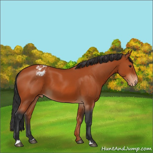 Horse Color:Brown Appaloosa 