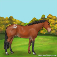 Horse Color:Brown Blanket 