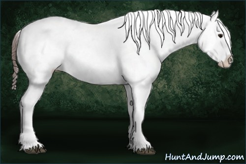 Horse Color:Brown Appaloosa 