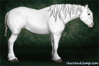 Horse Color:Brown Appaloosa 