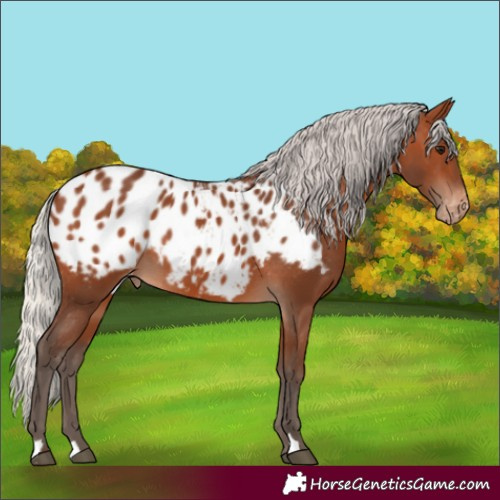Horse Color:Silver Brown Appaloosa