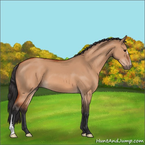 Horse Color:Bay Dun 