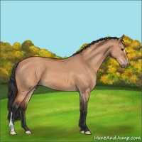 Horse Color:Bay Dun