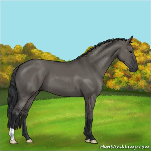 Horse Color:Grullo 
